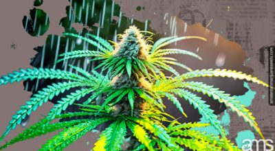 cannabis plant in the rain