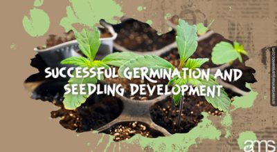 cannabis seedlings germinating