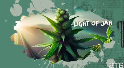 Light of Jah Jack Herer Cannabis Strain