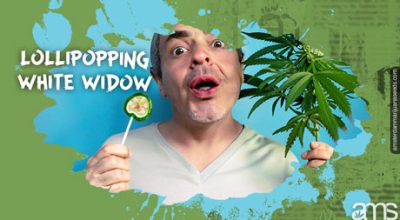 Lollipoping White Widow Marijuana