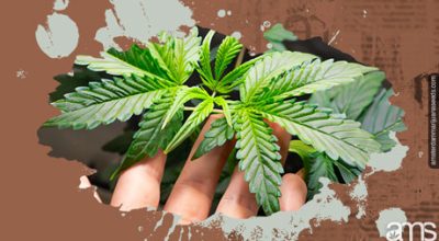 a hand showing a growing marijuana plant