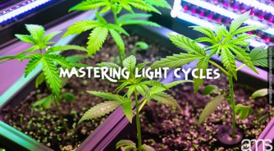 mastering light cycles