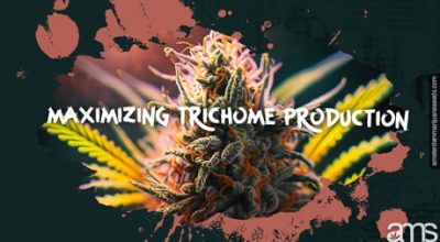 Maximizing Trichome Production