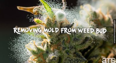 Early-stage marijuana mold (left) vs advanced botrytis (right). Learn to spot the difference!