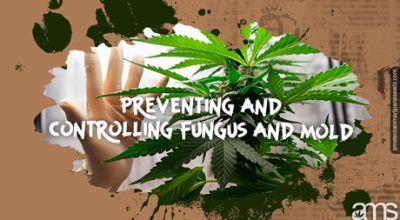 preventing fungus mold