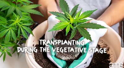 hands transplant a marijuana plant to a bigger pot