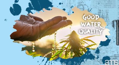 marijuana plant watered with quality water
