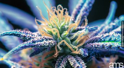 macro on the trichomes of a cannabis flower
