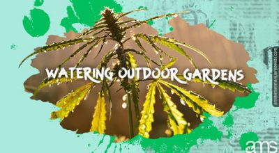 best practices watering irrigation outdoor gardens