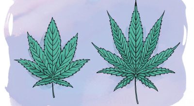 indica sativa leaf