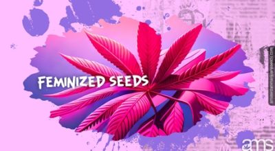Best Feminized Seeds