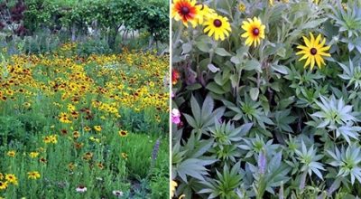 Camouflage Outdoor Marijuana Plants