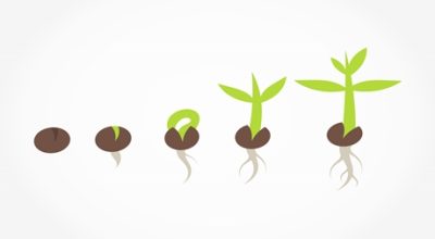 Germinating Marijuana