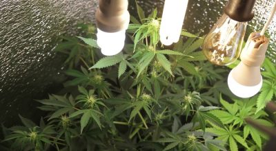 woman buys cannabis seeds online