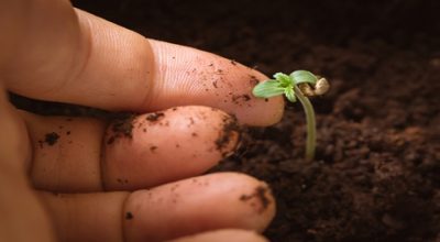 Hand Touching Baby Cannabis Plant