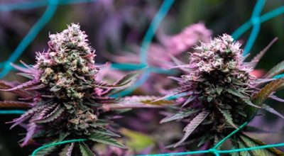 Haze weed strain