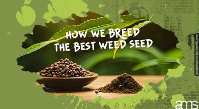 breed best weed seed