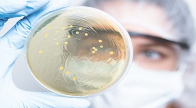 cannabis cultivation lactic acid bacteria