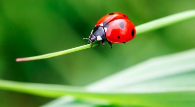 fight spider mites ladybugs