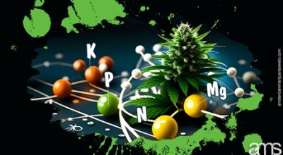 Magnesium Deficiency Weed