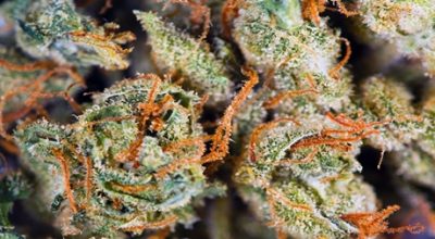 assess quality marijuana bud