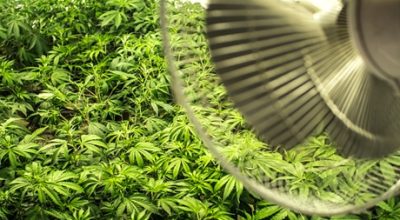 Oscillating Fans in Grow Room