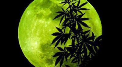 Growing Marijuana with the Lunar Calendar