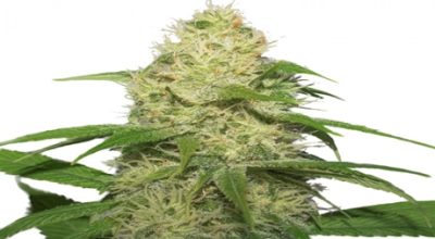 Narco Strain
