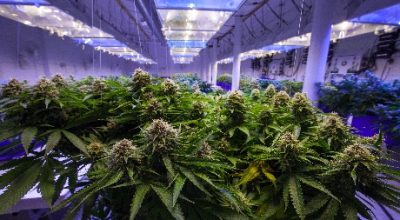 marijuana_grow-1555325616