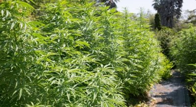 Marijuana Yield