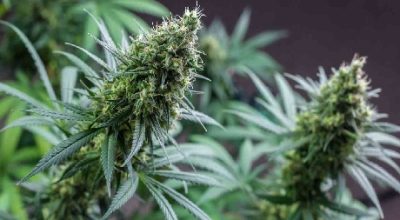 Potassium Deficiency Weed