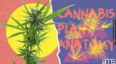 cannabis plant anatomy