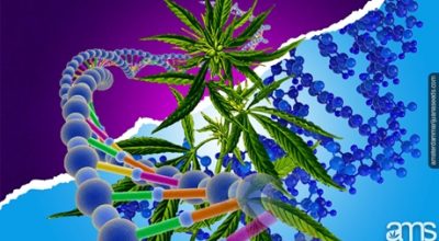 Plant DNA