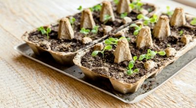 Cannabis Seedlings