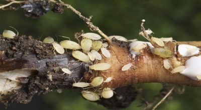 Root Aphids