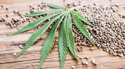 Marijuana seeds from Amsterdam
