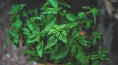best smokable herbs