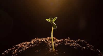 Cannabis Sprout