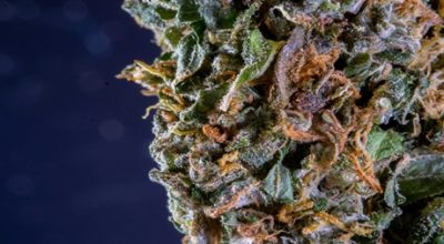 Cannabis Bud