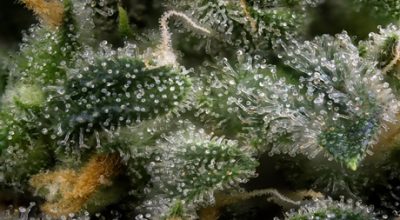 Trichomes Harvesting at the Perfect Time