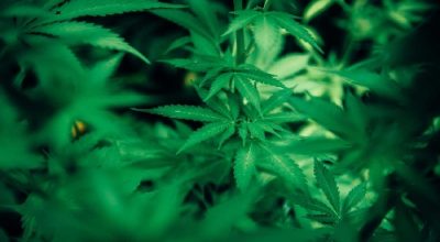Sulfur Deficiency Weed