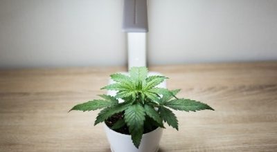 Indoor cannabis plant