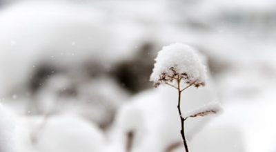 Growing marijuana in wintertime