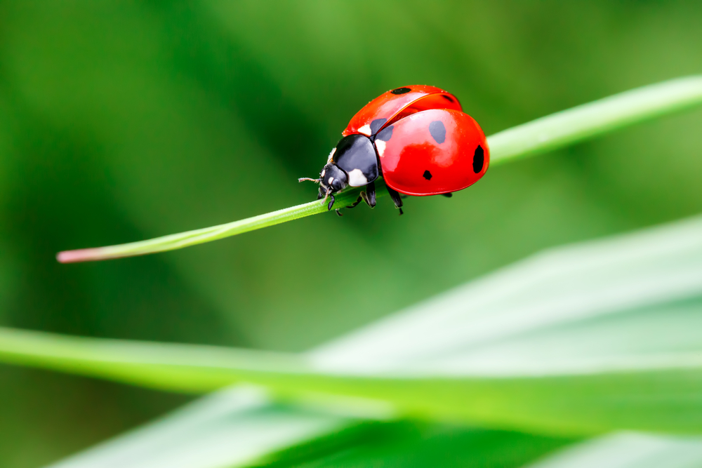 fight spider mites ladybugs