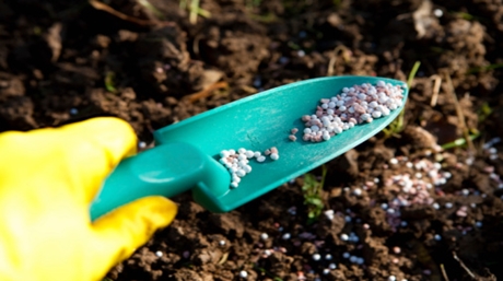What kind of nutrients do cannabis plants need and when