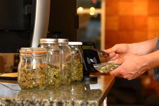 curing cannabis buds