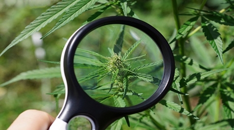 Magnifying glass