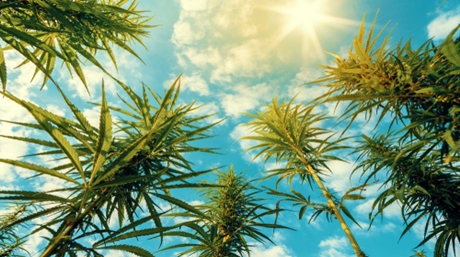 Growing Weed in Windy Areas
