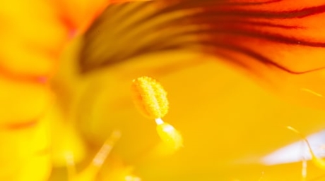 Nectar