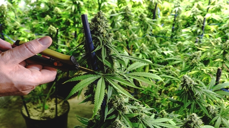 Pruning Weed Plants